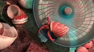 Hermit Crab on a Hamster Wheel