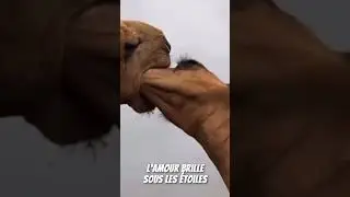 C'EST BEAU L'AMOUR ❤️❤️ #shorts #chameau #animaux #viralvideo #desert #dromadaire