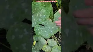3 garden treatments for powdery mildew #garden #gardeningtips #vegetablegarden #plants #homegrown