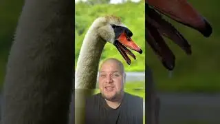 Man Attacked By Vicious Swan