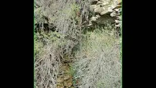 Israel, Gamla  Nature  Reserve