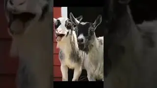 Laughing Goats #WoA #shorts #youtubeshorts