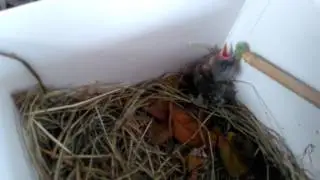 Goldfinch Nestling.  Feeding time.