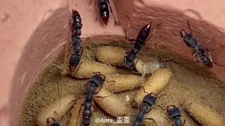 Stigmatomma bellii colony show