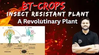 Bt Crops : How Pest Resistant Plants Revolutionize Farming | Biotechnology for NEET/Board Exam