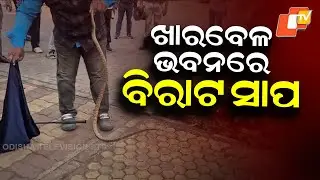 Five-Foot Snake Rescued from Kharabela Bhavan Garden, Bhubaneswar