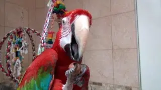 Parrots Crack Tough Nuts - Macadamia, Hazelnut