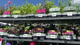 SUMMER BEDDING PLANTS