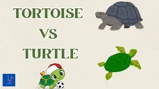 Tortoise vs Turtle 🐢 | Don&rsquo;t Get Confused Again! #lucidbio10 #reptiles #tortoise #turtle