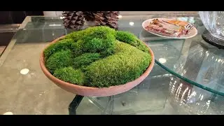 Prefleur Preserved Pole Moss Pillow Bun Cushion Natural Green Decorative Real Natural Green D Review