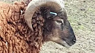 Hebridean Sheep