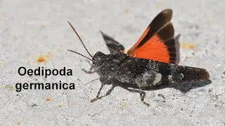 Oedipoda germanica -- Rotfl&uuml;gelige &Ouml;dlandschrecke -- Red Band-winged Grasshopper