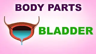 Bladder - Human Body Parts -  Pre School Know Your Body - Animated Videos For Kids