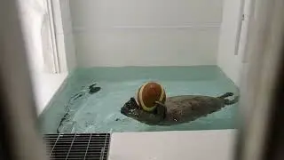 【海遊館】ユキのマイブーム（ボール）