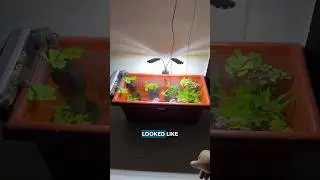 Mini Pond Setup!🏊 #aquarium #plants #fish #garden