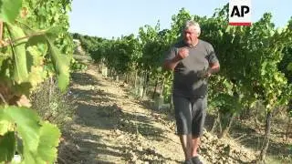 The Istrian region makes its mark on the international wine market ++CLIENT REPLAY++