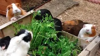 Grow Your Own Veg and Herbs for Guinea Pigs