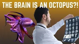 🐙🧠 Your Brain Is an Octopus: The Captain of Your Entire Body! | Quantum AF