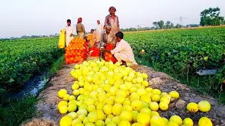 Melon Farming|| Hybrid kharbooza Farming|| Melon Field|| Kharbozay ka Bagh|| Pakistani fruit