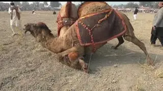 Camel show city bastimalok 🐪2026 date  January 8 #camel