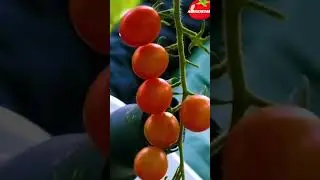 GR-100: Autonomous Tomato harvesting Robot 🍅🤖 #robot farm #agriculture#youtubeshorts
