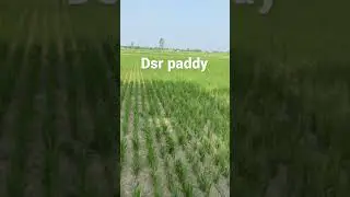 Dsr paddy