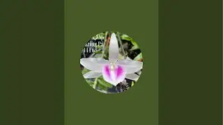 Lan Rừng Krông Pa đang phát trực tiếp!