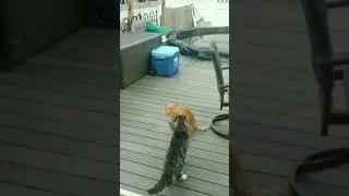 #Cat fighting || The beast mode
