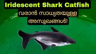 ആസാം വാള: വരാൻ സാധ്യതയുള്ള അസുഖങ്ങൾ! | Diseases | Iridescent Shark Catfish (Pangasius Hypothalamus)