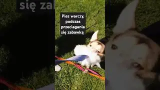 Warczenie podczas przeciągania się zabawką 🤔 #pies #behawiorysta