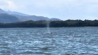 Kelp, the Northern Pacific Humpback Whale, in Auke Bay, Alaska (near Juneau), near Shelter Island
