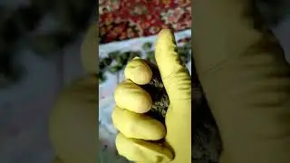 харвест