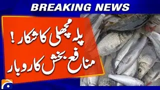 Palla Fish Booms Again! Profitable Hunting Business Returns | Breaking News