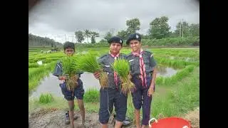 Rice Cultivation by Anmol Students 