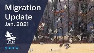 Migration Update-January 2021