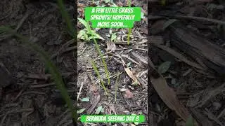 Bermuda grass seed, day 8. A few little sprouts doing well, waiting for full germination still #lawn