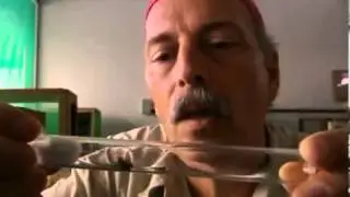 Documental Insectos Mortales National Geographic