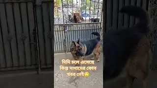দিদি চলে এসেছে 😊 #shorts #short #ytshorts #youtubeshorts #youtube #dog #dogshorts #germanshepherd