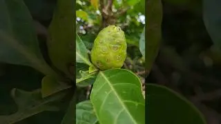 **🚨 Scam Alert:Beware of Fake Noni juice! for genuine health benefits, choose Krishna Raw Noni Juice