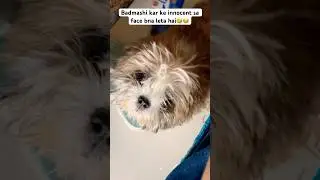 Innocent sa face bna leta🤣😂#pets#petsofinstagram#petsupplies#petsvlog#petshorts#dog#dogs#petstagra