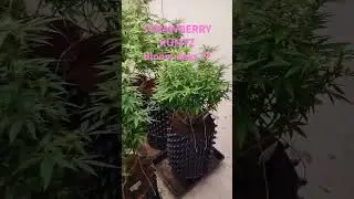 Strawberry Runtz Bloom days 17 #houseofweed #cannabis #farm