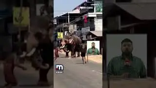 &zwnj;ഭാരതപ്പുഴയിൽ കുളിപ്പിച്ച് മടങ്ങുന്നതിനിടെ ആനയിടഞ്ഞു | Palakkad | Elephant