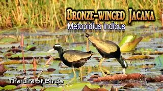 Жизнь птиц | Бронзовокрылая якана | Metopidius Indicus