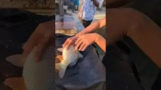 Black Cap Fish Breeding Time &ndash; Captured Live!