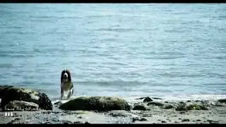 Said The Whale - 