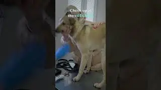 Poor Homeless Dog's Dream Came True!!! #rescue animals #love furry friends #shorts