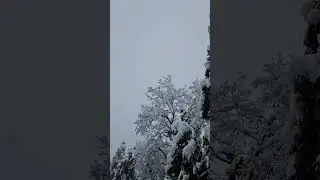 It is snowing today! #music #ambient #snow #snowfall #mountains #spring #nature #naturelovers