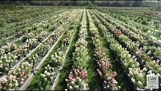 Proven Winners&reg; ColorChoice&reg; Flowering Shrubs - 2022 Hulu Commercial