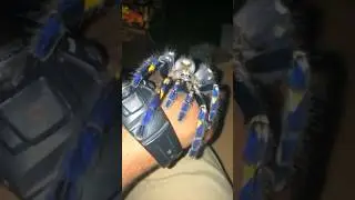 Gooty Sapphire Tarantula Handling! 💙 #tarantula#spider#invertebrates#insects#bug#arachnid#fyp