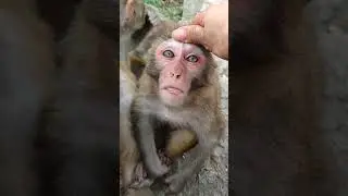 Daily monkey -ลิงทุกวัน || Adult monkey activity in Forest in the mountain #1
